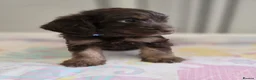 Cockapoo dogs for sale: Beautiful Cockapoo babies in Barnsley - Advert 6
