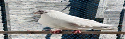 Mixed Breed birds for sale: Quality Pigeons for Sale 🕊️ - Advert 15
