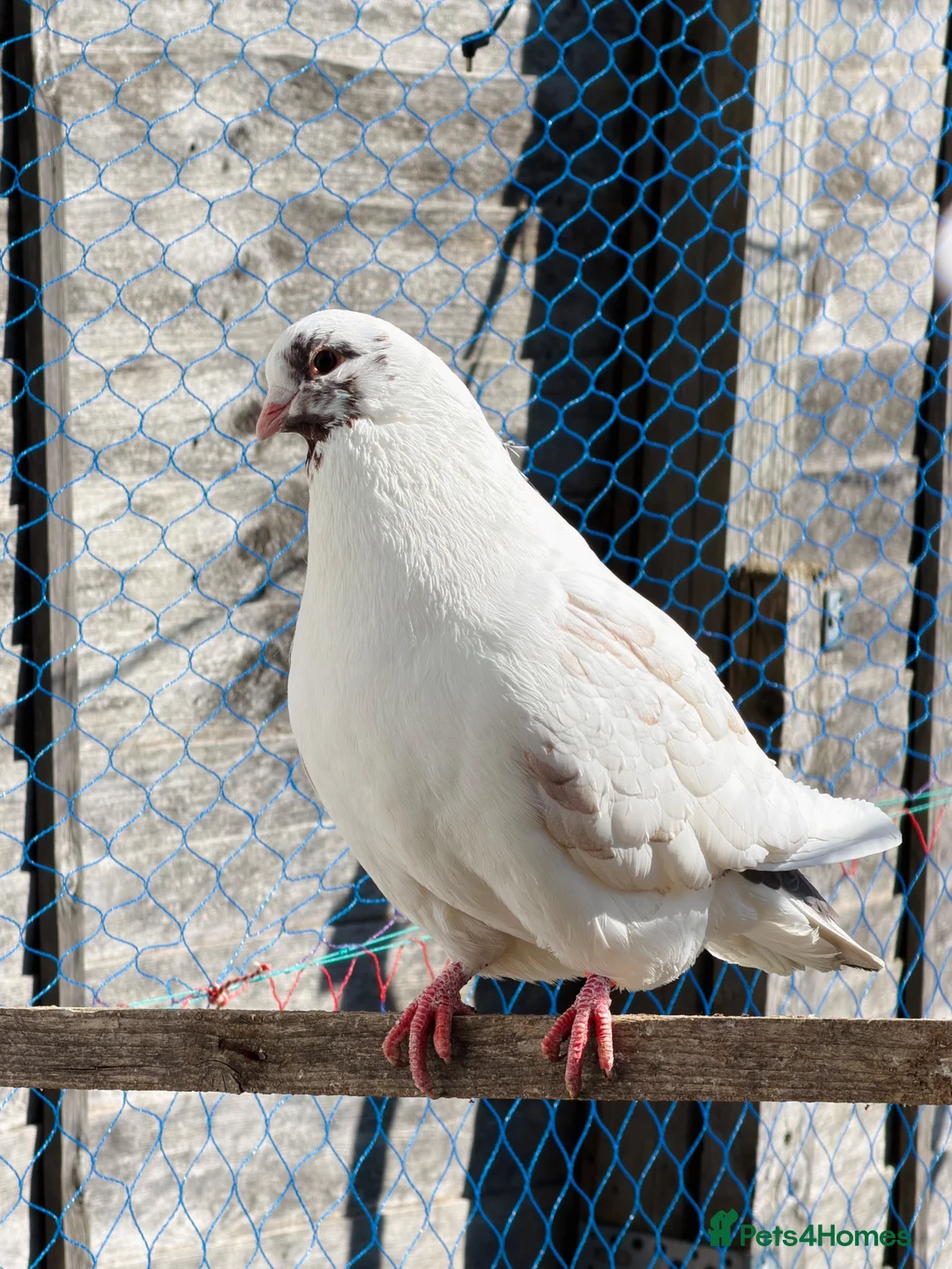 Mixed Breed birds for sale: Quality Pigeons for Sale 🕊️ - Advert 15