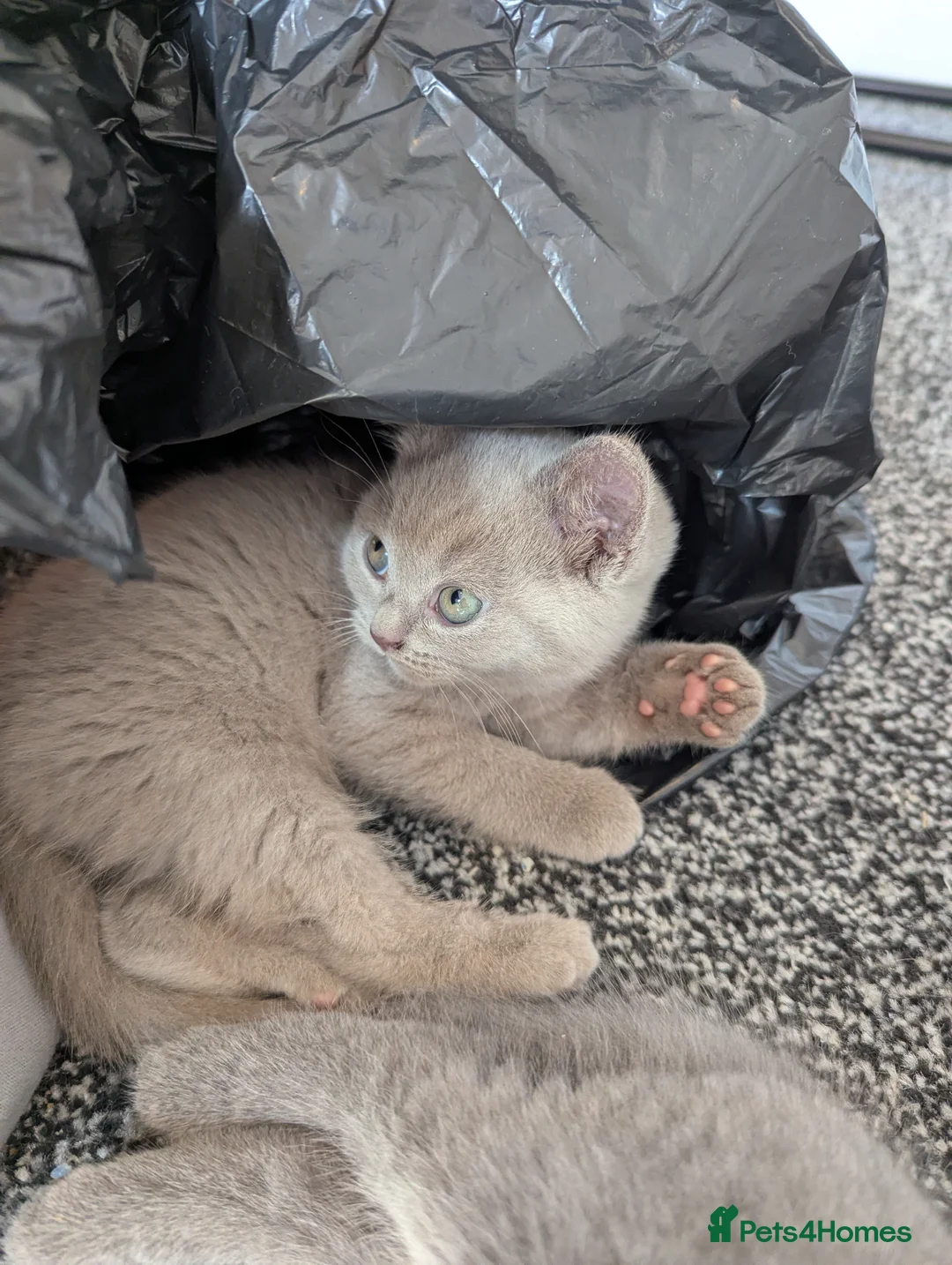 British Shorthair cats for sale: Gorgeous British shorthair purebreds - Advert 1