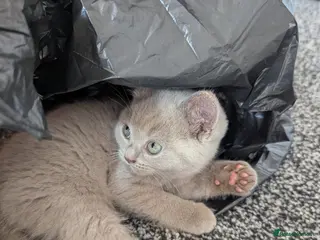 British Shorthair cats Gorgeous British shorthair purebreds - Advert 1