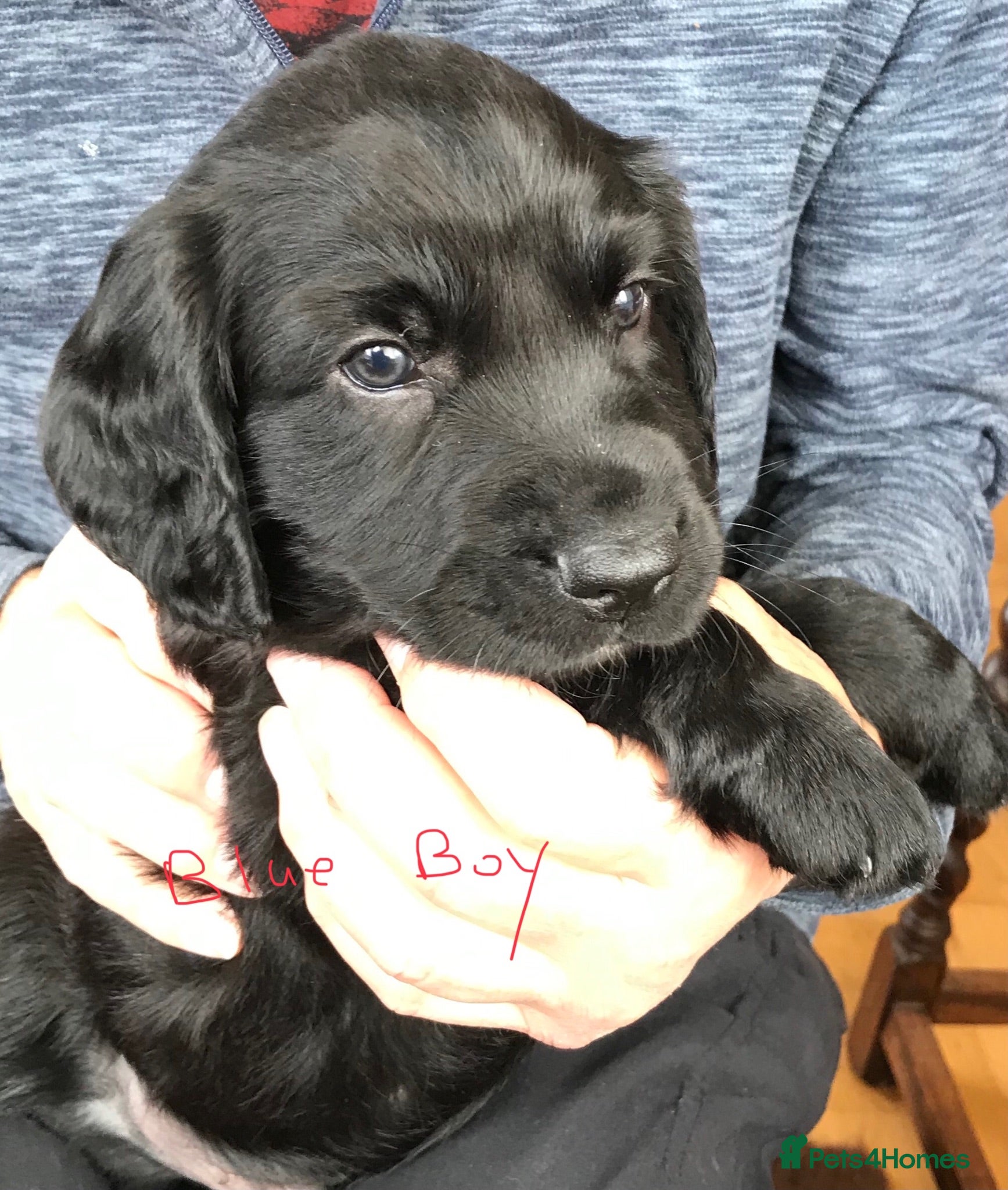 Mixed Breed dogs Cocker Spaniel/ Collie +spaniel puppies  - Advert 2
