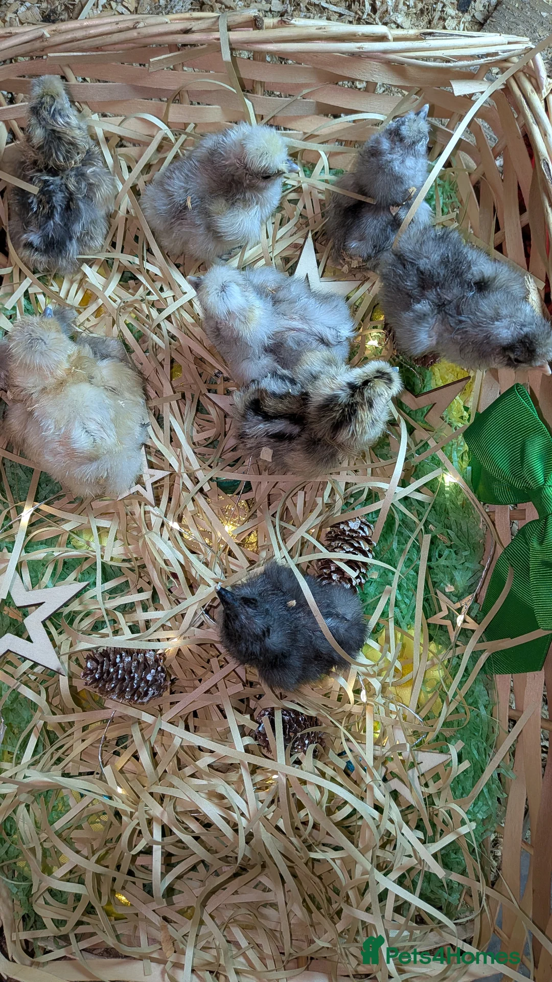 Chickens poultry for sale: Silkie chicks day old  - Advert 1
