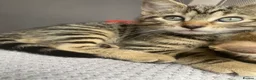 Bengal cats for sale:  Bengal kittens, ready to go! ❤️🏡 - Advert 18