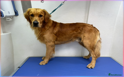 Golden Retriever dogs for stud: Fox Red KC Regustered Stud  - Image 4