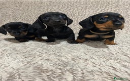 Dachshund dogs for sale: Miniature Dachshund sausage dog puppies - Image 1