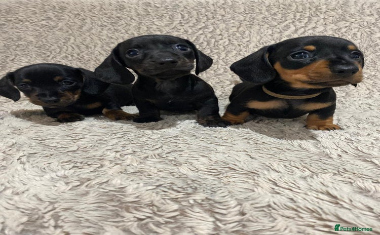 Dachshund dogs - Advert 8