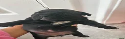 American Bully dogs for sale: **MICRO BULLY PUPPIES *** - Advert 14