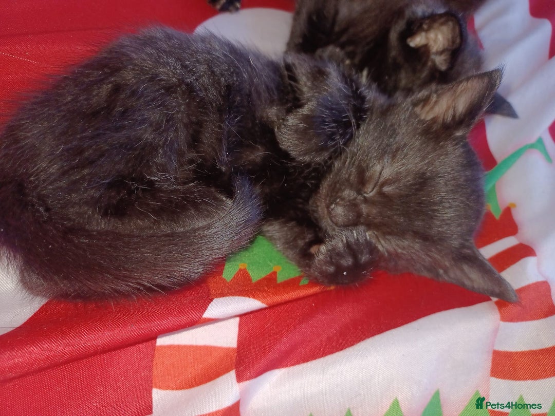 Mixed Breed cats for sale: Kittens for sale - Advert 6