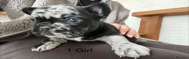 French Bulldog 1
