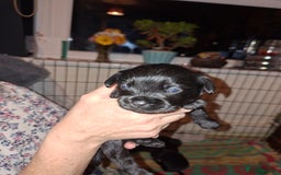 Mixed Breed dogs for sale: Miniature Poodle cross french bulldog puppies  - Image 21