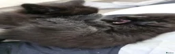 Mixed Breed cats for sale: Beautiful Fluffy Black Kittens in Uxbridge - Advert 24