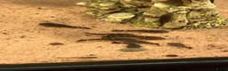 Other/Mixed Breed fish for sale: Fish for rehoming  - Advert 3