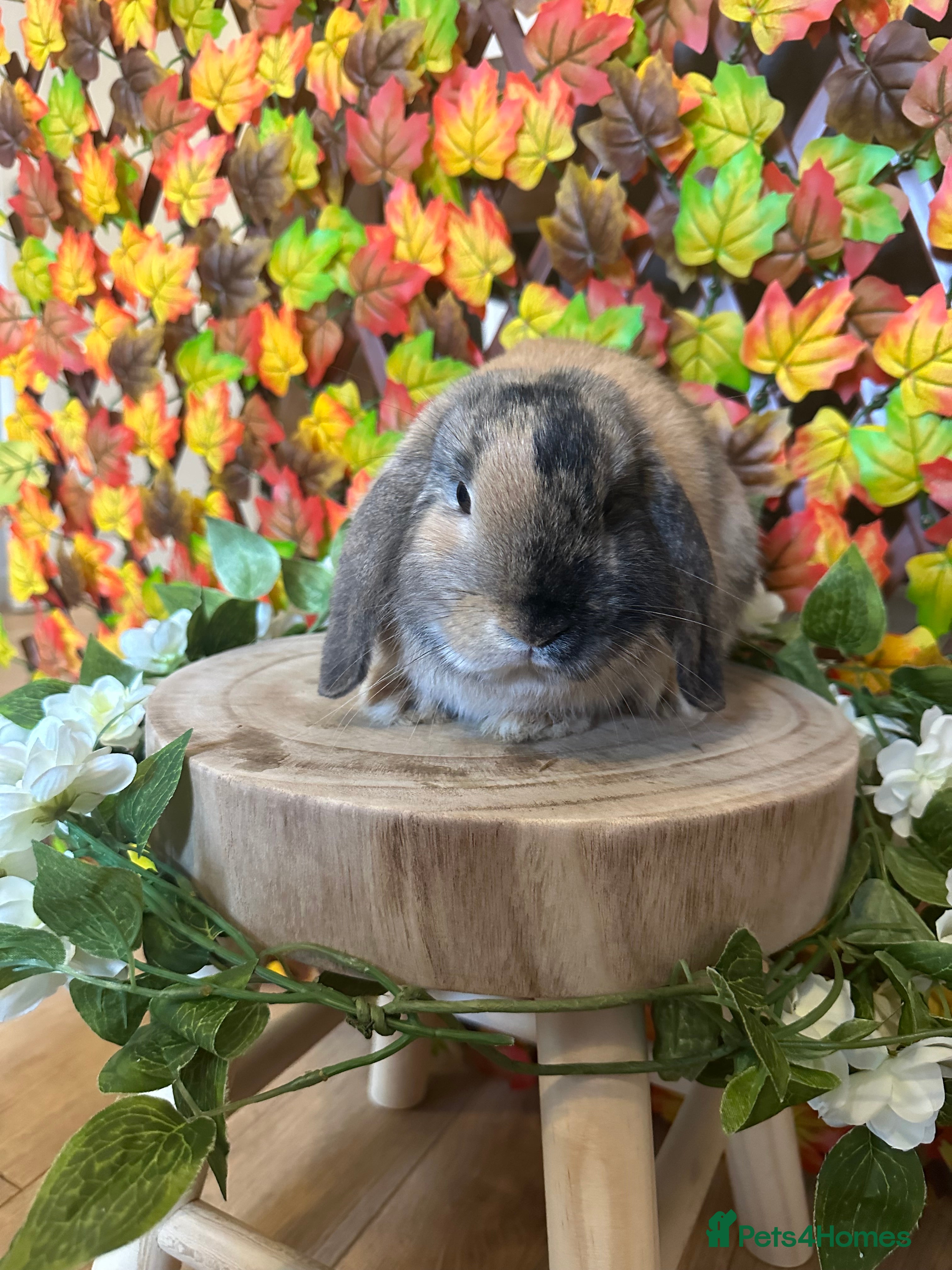 Mini Lop rabbits Black torted Harlequin minilop - Male - Advert 9