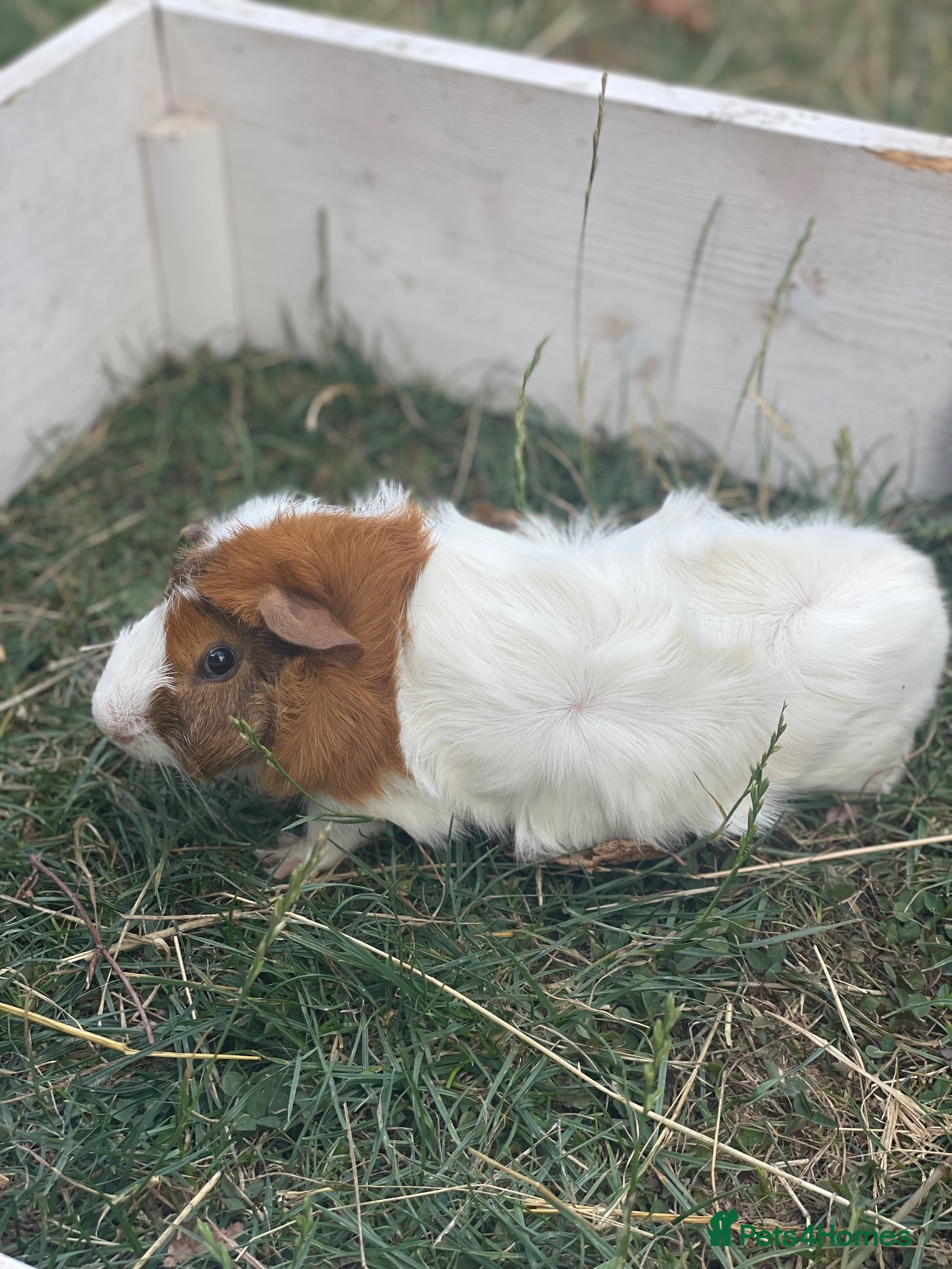 Guinea Pig rodents 3 boy Guinea pigs left - Advert 8