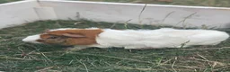Guinea Pig rodents for sale: Guinea pigs looking for forever homes  - Advert 4