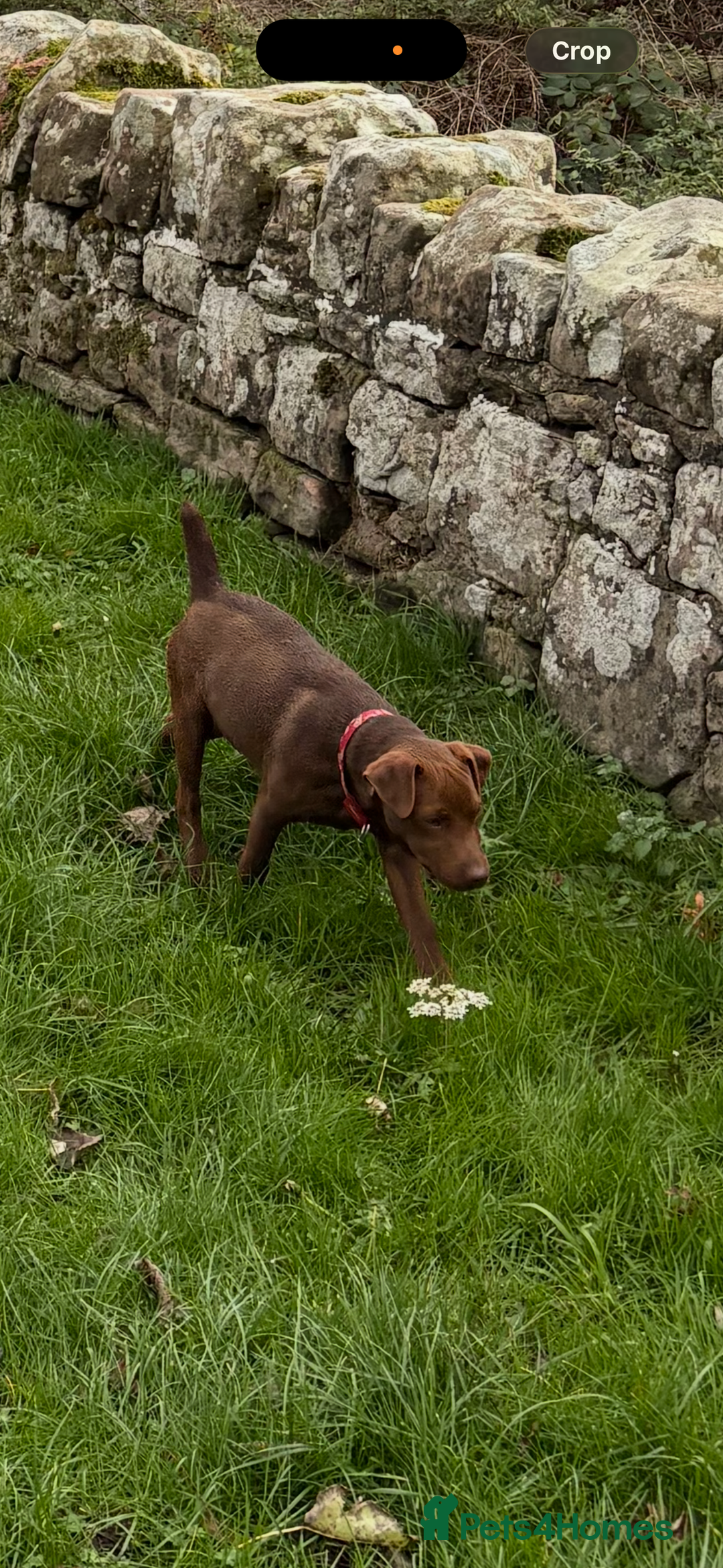 Patterdale Terrier dogs for sale: Patterdale fell terrier  - Advert 2