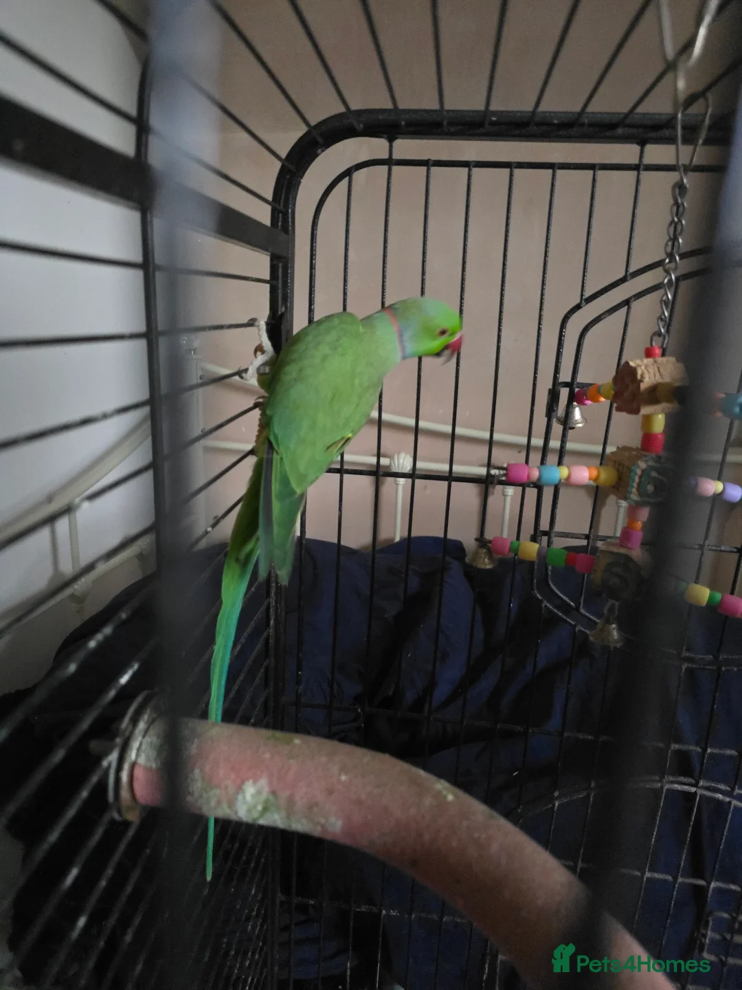 Ringnecks birds for sale: Green Ringneck - Advert 4