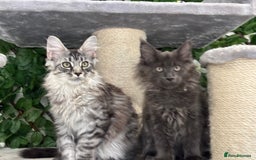 Maine Coon cats for sale: TICA 5 GEN PEDIGREE DNA TESTED  - Image 11