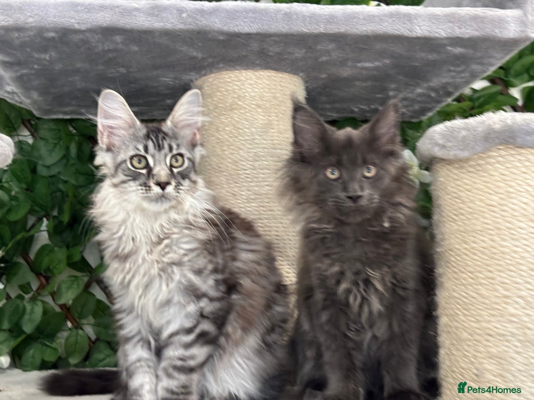 Maine Coon cats for sale: TICA 5 GEN PEDIGREE DNA TESTED  - Image 11