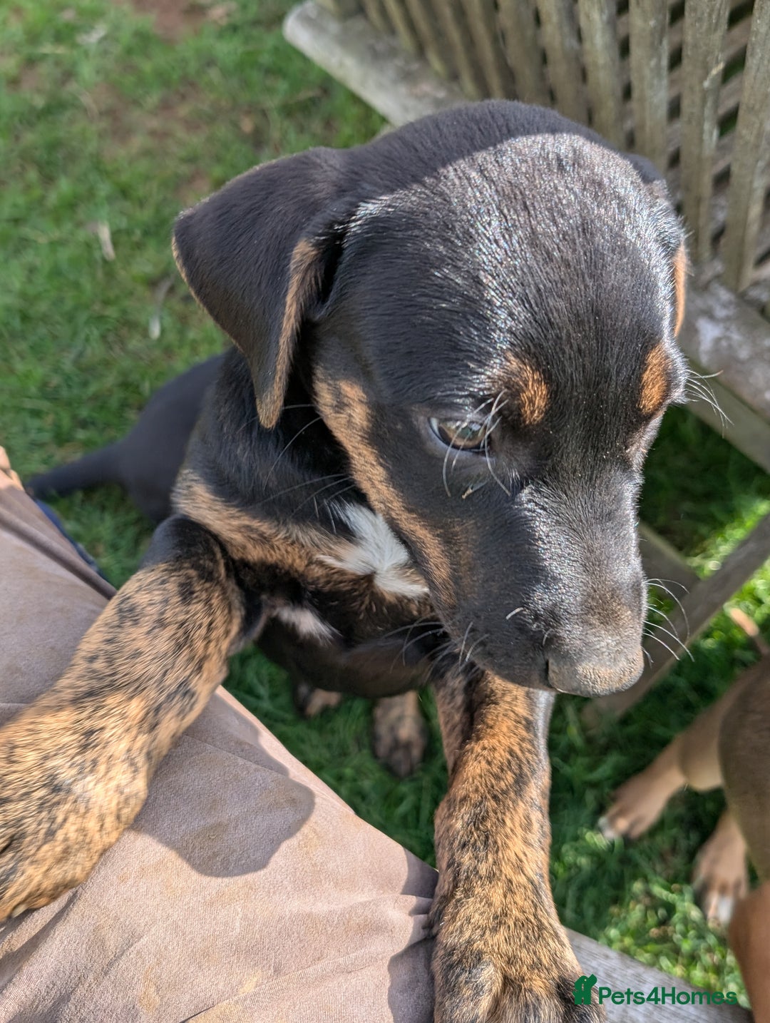 Mixed Breed dogs for sale: Huntaway x Lurcher puppies  - Image 9