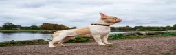 French Bulldog dogs for sale: Caramel Pink piebald French bulldog  - Advert 2