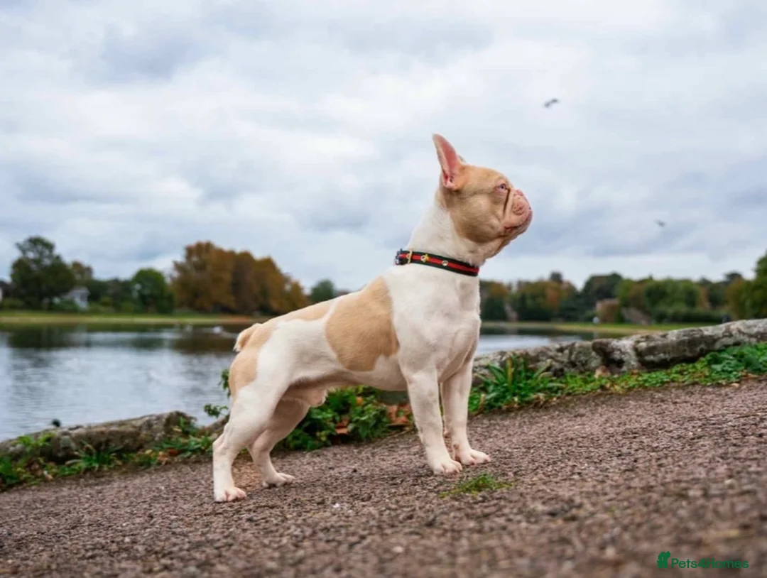 French Bulldog dogs for sale: Caramel Pink piebald French bulldog  - Advert 2