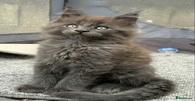 Maine Coon cats - Advert 5