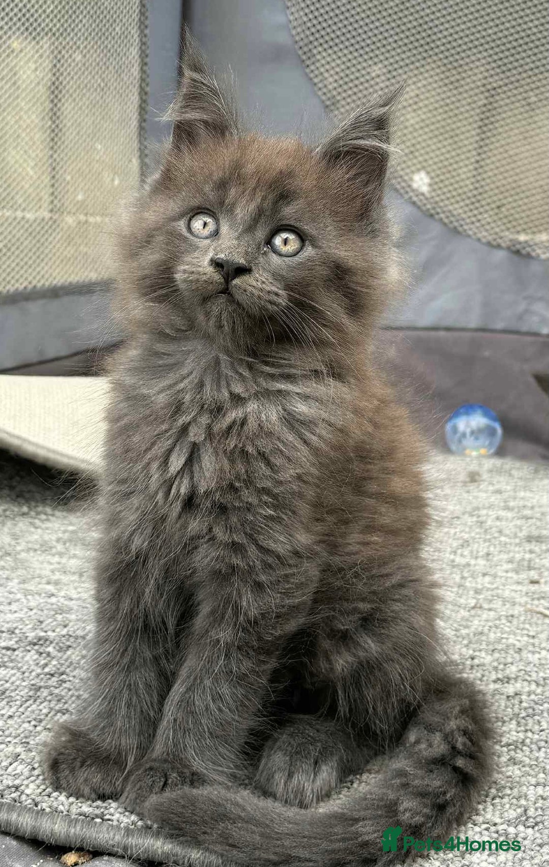 Maine Coon cats for sale: Beautiful TICA registered Maine coon kittens - Image 2