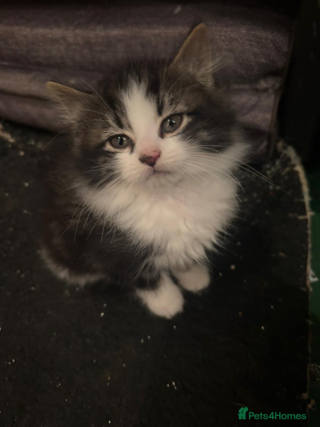 Mixed Breed cats for sale: 5 Little Furballs Looking For Loving Homes😻😻 - Advert 9