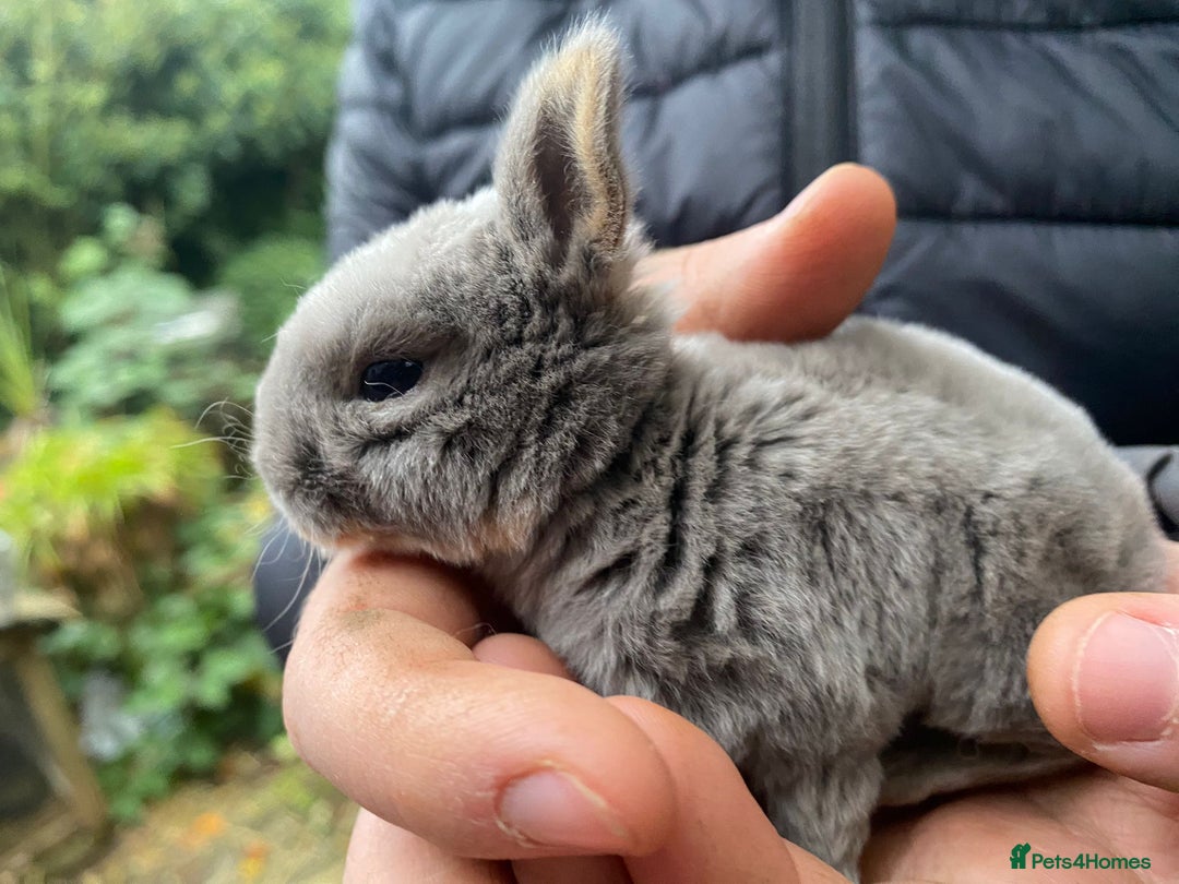 Rex rabbits for sale: Velvet fur mini rex  - Advert 2