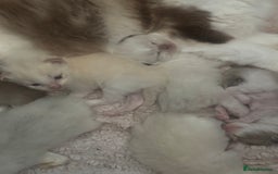 Ragdoll cats for sale: Tortie flame mink sepia tica  - Image 25