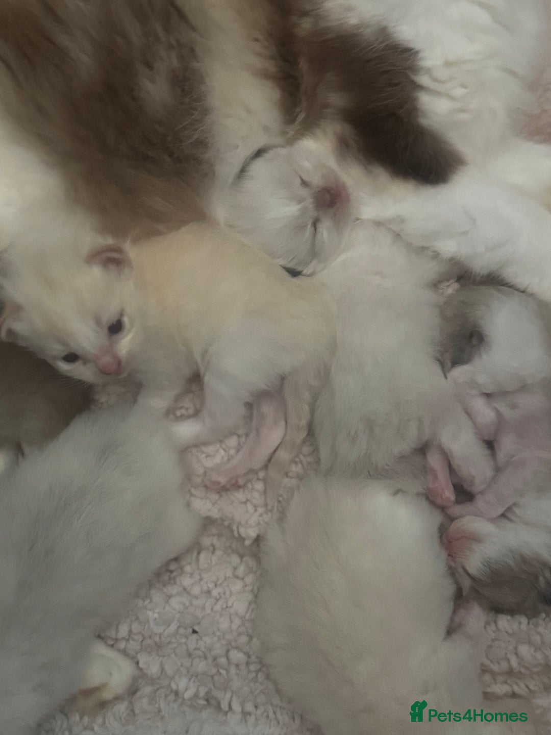 Ragdoll cats for sale: Tortie flame mink sepia tica  - Image 25