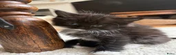 Mixed Breed cats for sale: 1x Ragdoll x Turkish Angora kitten - Advert 3