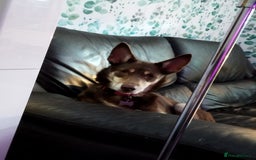 Australian Kelpie dogs for sale: 3 year old Australian kelpie  - Image 2