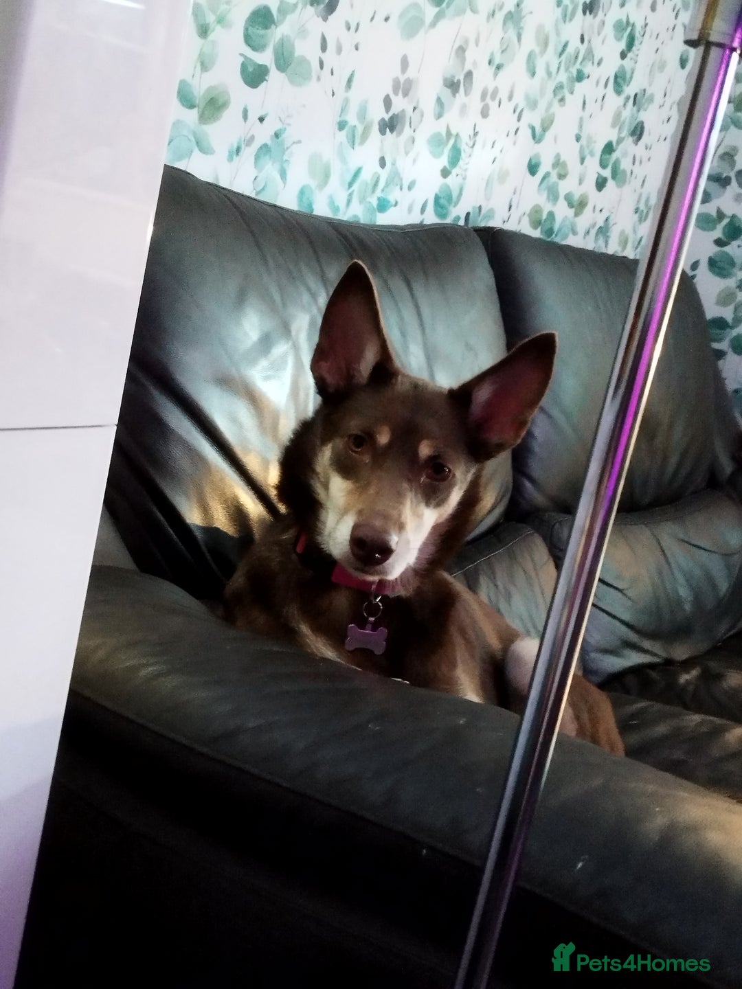 Australian Kelpie dogs for sale: 3 year old Australian kelpie  - Image 2