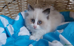 Ragdoll cats for sale: RAGDOLLS BICOLOUR BOY GIRLS BLUE EYES READY NOW  - Advert 24