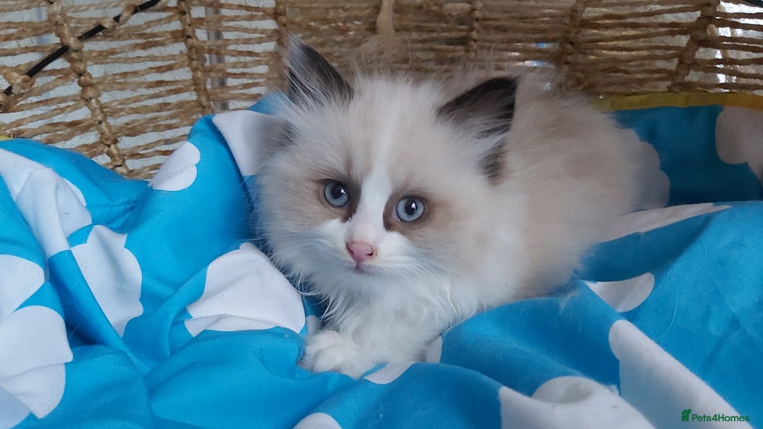 Ragdoll cats for sale: RAGDOLLS BICOLOUR BOY GIRLS BLUE EYES READY NOW  - Advert 24