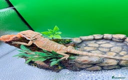 Bearded Dragon reptiles for sale: 🔥🔥🔥 BABY BEARDED DRAGONS 🔥🔥🔥 READY 2 GO 🔥🔥 - Image 19