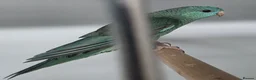 Parakeets birds for sale: Lineolated Parakeet breeding pairs for sale - Advert 7