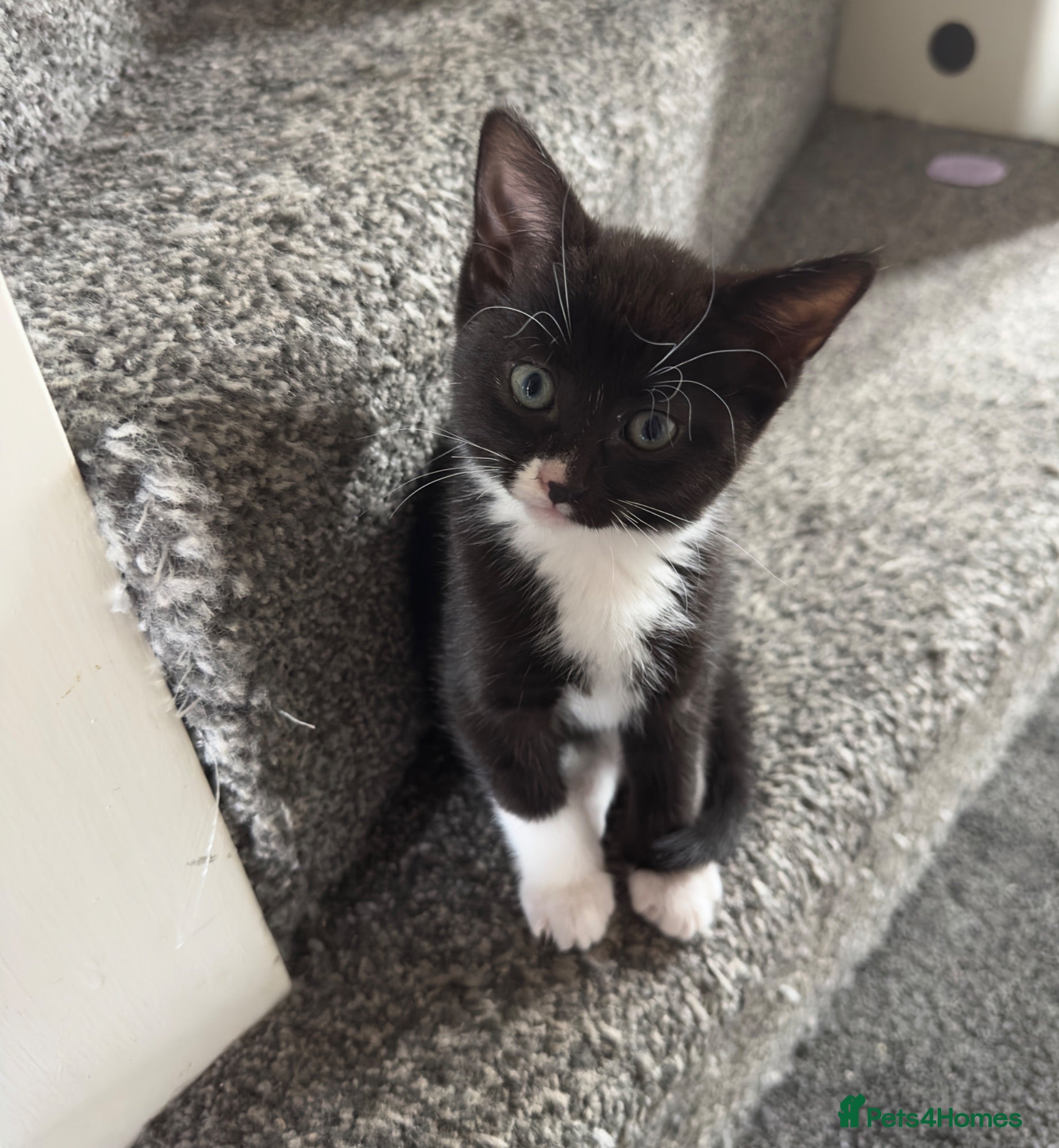 Mixed Breed cats Beautiful girl ready to go :)  - Advert 2