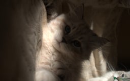 Neva Masquerade cats for sale: Litter 'W' 2 boys and 3 girls - Image 13