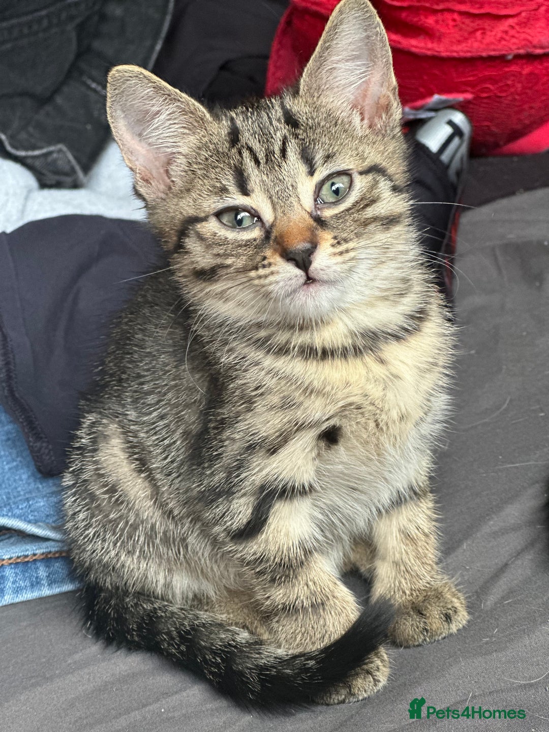 Bengal cats for sale: 5 females bengal cats  - Image 12