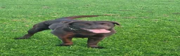 Labrador Retriever dogs for sale: KC Labrador BOY: healthy, smart, toilet trained - Advert 10