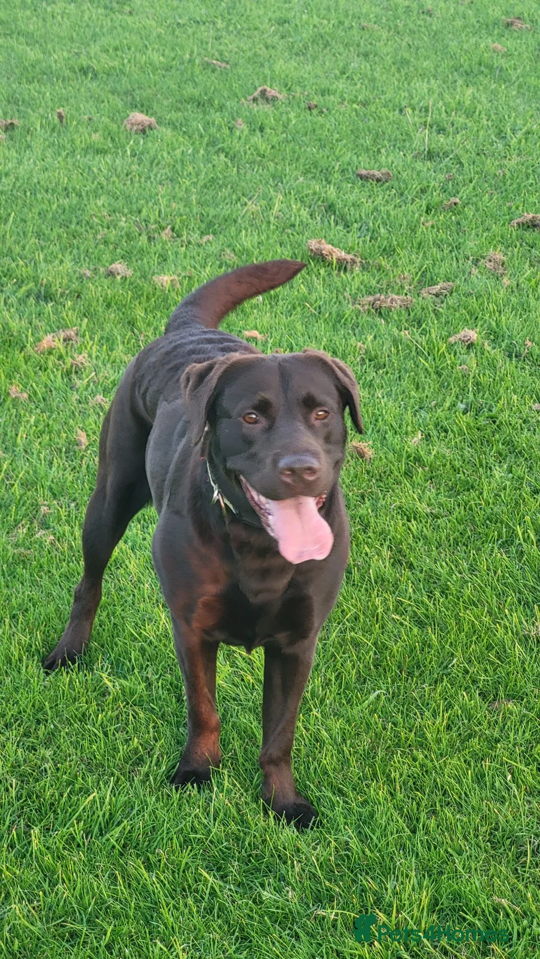 Labrador Retriever dogs for sale: KC Labrador BOY: healthy, smart, toilet trained - Advert 10
