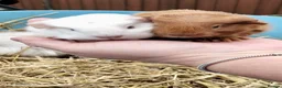 Guinea Pig rodents for sale: Guinea pig babies . Mixed breeds  - Advert 2
