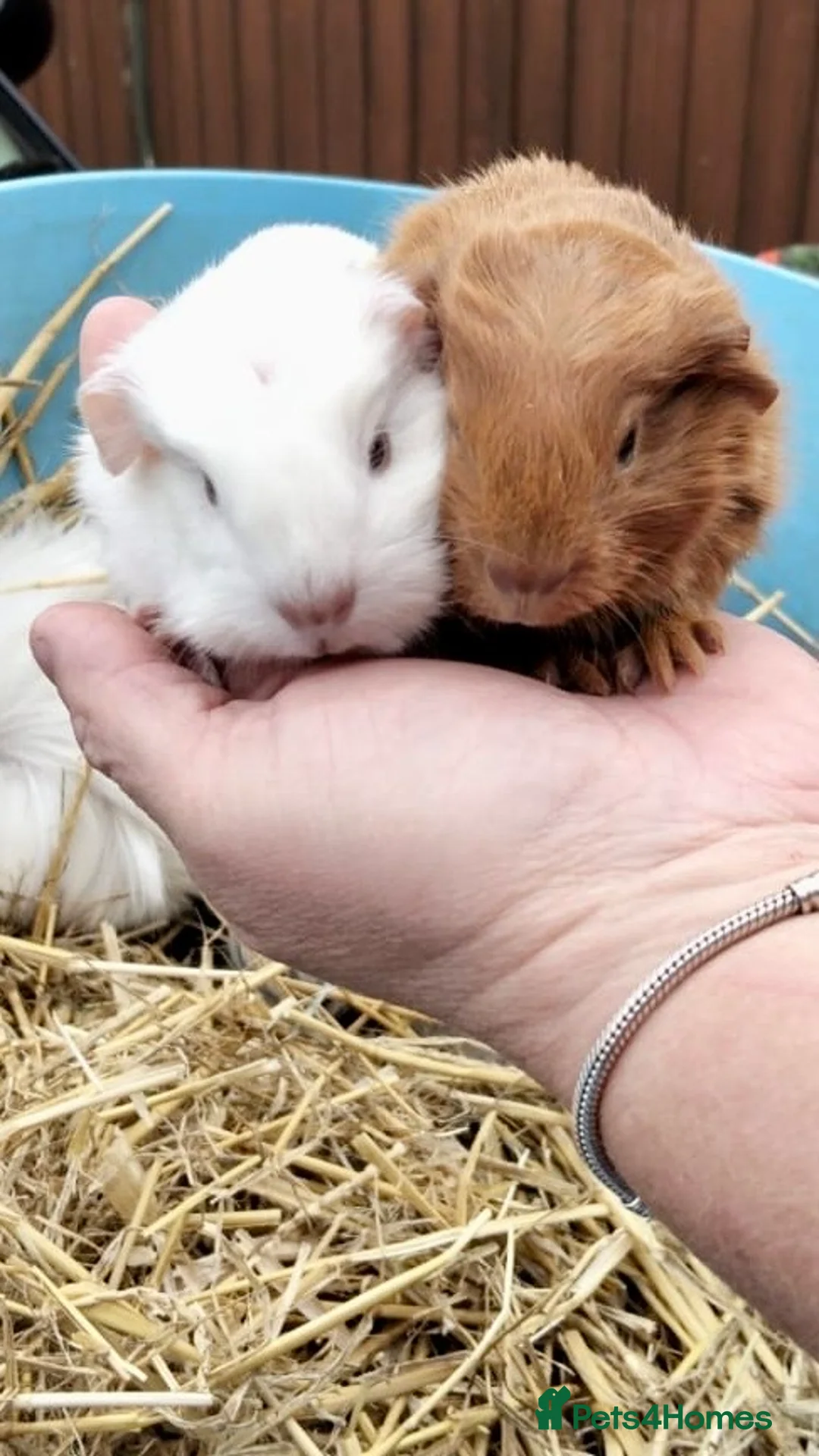 Guinea Pig rodents for sale: Guinea pig babies . Mixed breeds  - Advert 2