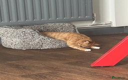 Domestic Shorthair cats for sale: Ginger female  - Image 4