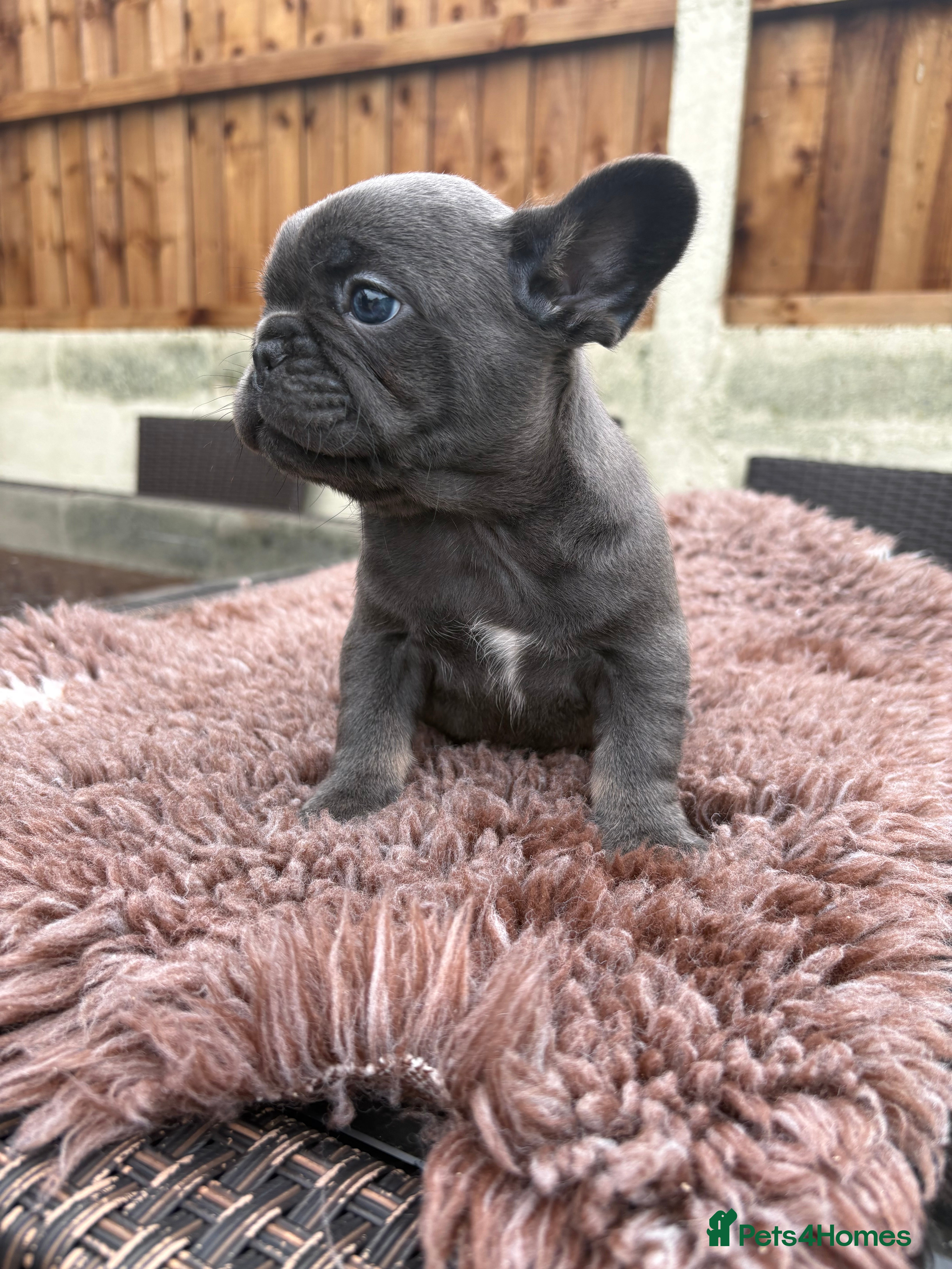 French Bulldog dogs French Bulldog Puppys - Advert 7