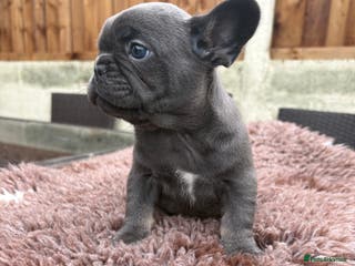 French Bulldog dogs French Bulldog Puppys - Advert 2